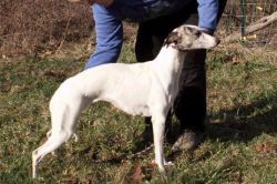 alice sowders whippets