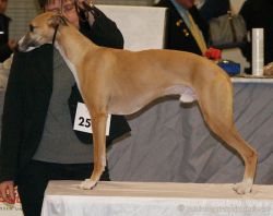 red fawn whippet