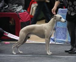 Whippet sales blue fawn