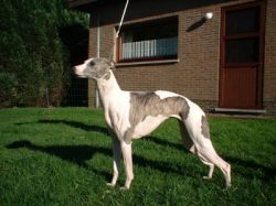 Boxing best sale helena whippets