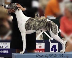 Whippet - The Breed Archive