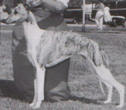 alice sowders whippets