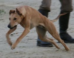 crazy runners whippets