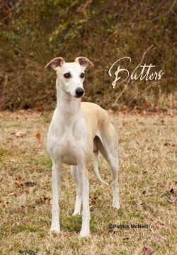 Golden whippet sale