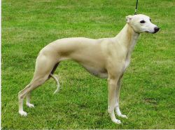 Demerlay whippets 2025