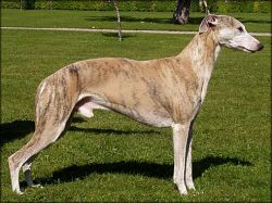 Whippet - The Breed Archive