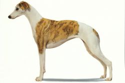 whippet slippers