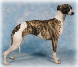 Nevedith whippets hot sale