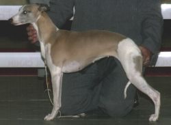 Whippet The Breed Archive