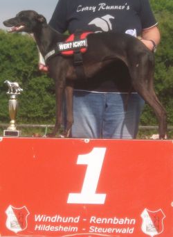 crazy runners whippets