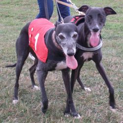 crazy runners whippets