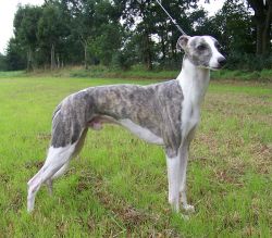 blue white whippet