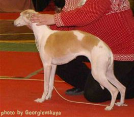 Whippet The Breed Archive