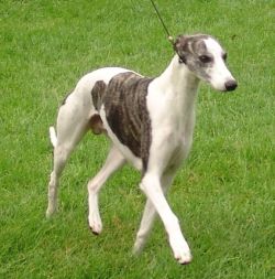 Big whippet hot sale