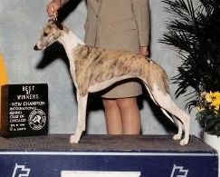 alice sowders whippets