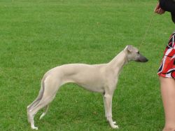 Ridgesetter fashion whippets