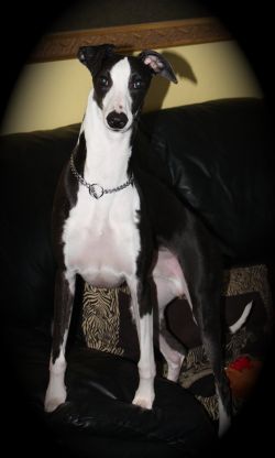 alice sowders whippets