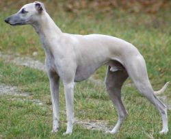 Whippet newcastle best sale