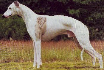 Whippet - The Breed Archive