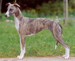 brindle and white whippet