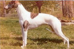 Whippet - The Breed Archive