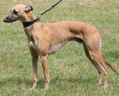 red fawn whippet