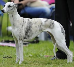 Whippet The Breed Archive