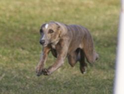 Whippet The Breed Archive