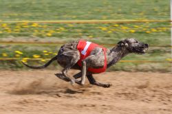 Acheron whippets hot sale