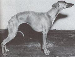 Laguna whippet best sale