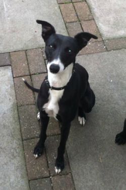 penny meadow whippets