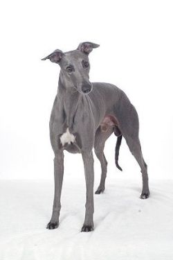 Devonair whippets sales