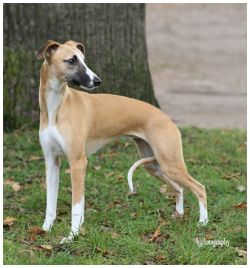 red fawn whippet