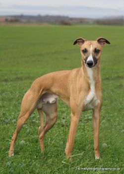 Whippet - The Breed Archive