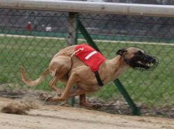 crazy runners whippets