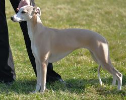 whippet blue fawn