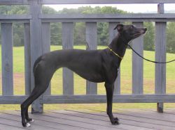 Poeta whippet hot sale