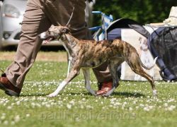 Kierpark whippets sale