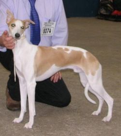 Kierpark whippets sale