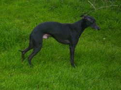 penny meadow whippets