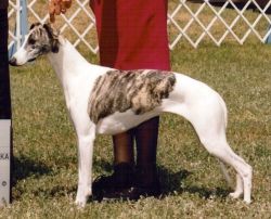 northwind whippets