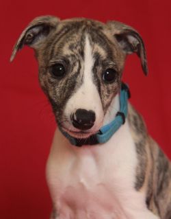 siberian forest cat rescue