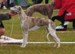 Whippet skull clearance