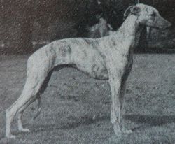Whippet - The Breed Archive