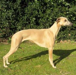 Blonde whippet hot sale