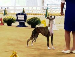 whippet boots