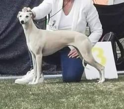 Blonde whippet hot sale