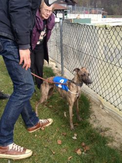 Whippet The Breed Archive