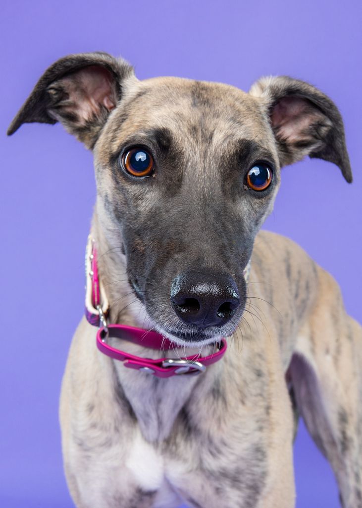 Wheeper Whippet - The Breed Archive