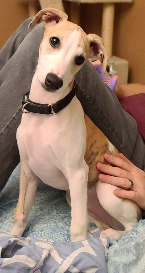 Whippet - The Breed Archive